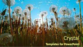  Presentation with freeze - Slides having macro-shot-of-dandelions-being background and a tawny brown colored foreground