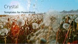  Presentation with freeze - Presentation having macro-shot-of-dandelions-being background and a sky blue colored foreground