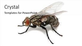  Presentation with fly - Audience pleasing PPT theme consisting of macro shot of fly backdrop and a white colored foreground