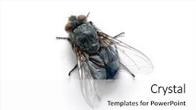  Presentation with fly - Slide set featuring macro shot of fly background and a white colored foreground