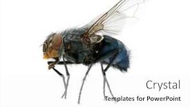  Presentation with fly - Amazing theme having macro-shot-of-fly backdrop and a white colored foreground