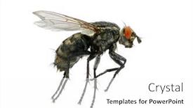  Presentation with fly - 