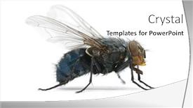  Presentation with fly - PPT theme with macro shot of fly on a white background background and a white colored foreground