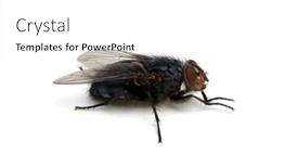  Presentation with insect - Beautiful slides featuring macro-shot-of-fly backdrop and a white colored foreground