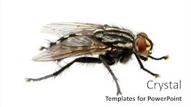  Presentation with house fly insect macro - 