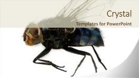  Presentation with house fly insect macro - Presentation theme consisting of macro shot of fly background and a soft green colored foreground