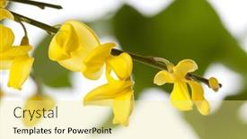  Presentation with shot - Presentation design with macro-shot-of-french-broom background and a blonde colored foreground