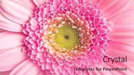  Presentation with daisy - PPT theme having macro shot of gerber daisy background and a coral colored foreground