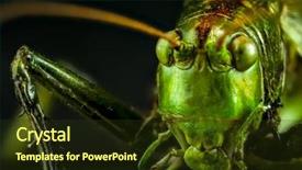  Presentation with shot - PPT theme enhanced with macro shot of grasshopper background and a tawny brown colored foreground