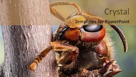  Presentation with hornet - Cool new theme with macro-shot-of-hornet-insect backdrop and a coral colored foreground