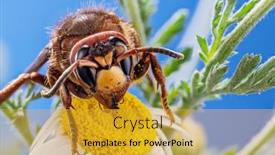  Presentation with hornet - Slide set with macro-shot-of-hornet-insect background and a gold colored foreground