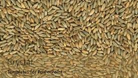  Presentation with berries - Amazing presentation having macro-shot-of-hulled-rye backdrop and a  colored foreground