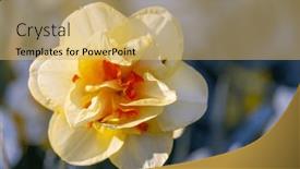 Presentation with narcissus - Theme with macro-shot-of-narcissus-jonquilla background and a yellow colored foreground