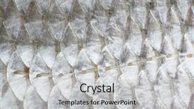  Presentation with fish scales - Presentation design having macro shot of roach fish background and a light gray colored foreground