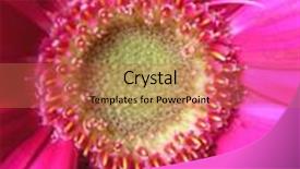  Presentation with gerbera daisy - PPT theme with macro shot of the hearth of a bright pink gerbera daisy background and a coral colored foreground