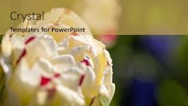  Presentation with tulip drops - Theme with macro-shot-of-tulip background and a  colored foreground