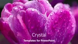  Presentation with tulip drops - Slide deck featuring macro-shot-of-tulip background and a  colored foreground