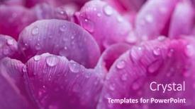  Presentation with tulip drops - Presentation theme with macro-shot-of-tulip background and a violet colored foreground
