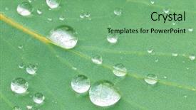  Presentation with water droplets - Audience pleasing presentation theme consisting of water droplets on a eucalyptus backdrop and a seafoam green colored foreground