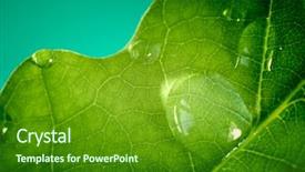  Presentation with water leaf - Colorful PPT layouts enhanced with macro shot of water drops on oak leaf backdrop and a tawny brown colored foreground