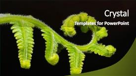  Presentation with leave - Presentation consisting of macro shot of young fern background and a black colored foreground