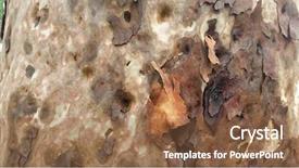  Presentation with tree - Colorful PPT theme enhanced with macro spotted gum tree bark backdrop and a tawny brown colored foreground