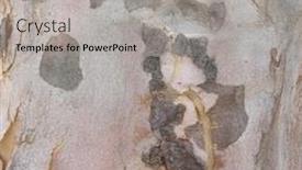  Presentation with australian - Presentation theme enhanced with macro tree bark textures australian tree bark close up background and a light gray colored foreground