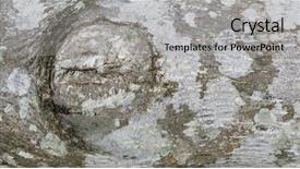  Presentation with tree - Audience pleasing PPT layouts consisting of macro tree bark textures bark backdrop and a  colored foreground
