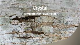  Presentation with big tree - Slide deck with macro tree bark textures bark background and a  colored foreground