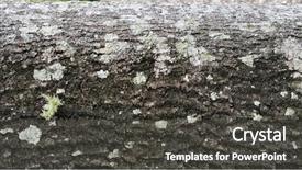  Presentation with tree and child - Colorful PPT theme enhanced with macro tree bark textures bark backdrop and a  colored foreground