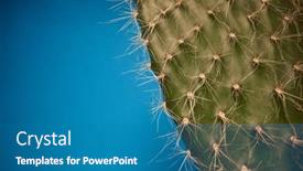  Presentation with cactus - Slide deck with macro-view-at-beautiful-cactus background and a  colored foreground