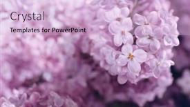  Presentation with bloom - Presentation theme having macro-view-of-beautiful-lilac background and a lemonade colored foreground