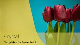  Presentation with fragrant - PPT theme enhanced with macro-view-of-red-tulips background and a yellow colored foreground