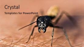 Presentation with ant - Presentation theme enhanced with macro warrior termite ant background and a coral colored foreground