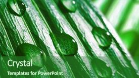  Presentation with water plant - Audience pleasing presentation design consisting of macro-water-drops-on-green backdrop and a forest green colored foreground