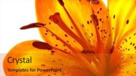  Presentation with yellow orange - Theme featuring macro yellow orange lily isolated background and a gold colored foreground
