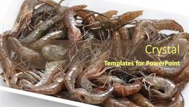  Presentation with shrimp - PPT layouts with macrobrachium-nipponense-freshwater-shrimp background and a tawny brown colored foreground