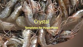  Presentation with shrimp - PPT theme enhanced with crustacea - macrobrachium nipponense freshwater shrimp background and a tawny brown colored foreground