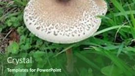  Presentation with mushroom - Amazing slide set having macrolepiota-procera-parasol-mushroom backdrop and a forest green colored foreground