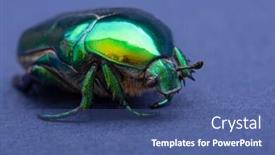  Presentation with beetles rhinoceros beetle rhino beetle - Presentation theme consisting of macrophotography-of-beetle-bronze-etonia background and a ocean colored foreground