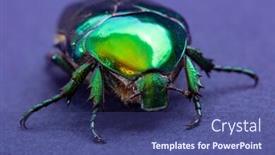  Presentation with beetles rhinoceros beetle rhino beetle - Cool new presentation theme with macrophotography-of-beetle-bronze-etonia backdrop and a ocean colored foreground