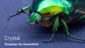  Presentation with beetles rhinoceros beetle rhino beetle - Amazing slide deck having macrophotography-of-beetle-bronze-etonia backdrop and a ocean colored foreground