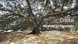  Presentation with banyan tree - Colorful PPT theme enhanced with macrophylla aka australian banyan tree backdrop and a dark gray colored foreground