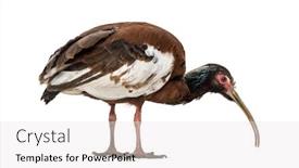  Presentation with wood - Colorful slide set enhanced with madagascan ibis lophotibis cristata also known as the madagascar crested ibis white-winged ibis or crested wood ibis standing against white background backdrop and a white colored foreground