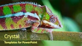  Presentation with green - Presentation featuring madagascar - green chameleon on the green background and a tawny brown colored foreground