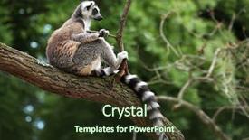  Presentation with lemur - Presentation with madagascar - ring-tailed lemur lemur catta sitting background and a tawny brown colored foreground