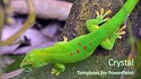 Presentation with veterans day thank you - PPT theme having madagascar day gecko background and a tawny brown colored foreground