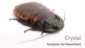  Presentation with simple minimalist white - Audience pleasing PPT layouts consisting of madagascar-hissing-cockroach-gromphadorhina-portentosa backdrop and a white colored foreground