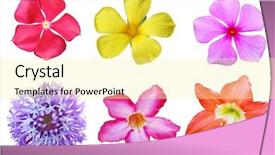  Presentation with tropical flowers - Amazing PPT theme having madagascar periwinkle - set of tropical flowers isolated backdrop and a blonde colored foreground
