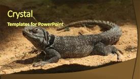  Presentation with animal - PPT theme having madagascar spiny-tailed iguana oplurus background and a tawny brown colored foreground